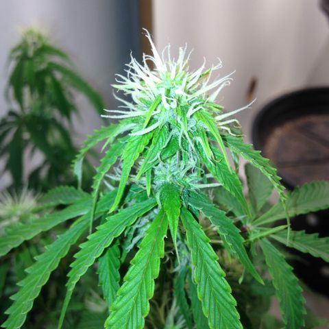M8 growlog timeline photo