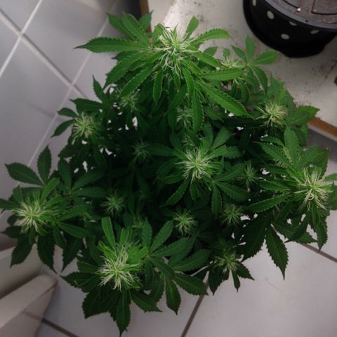 M8 growlog timeline photo