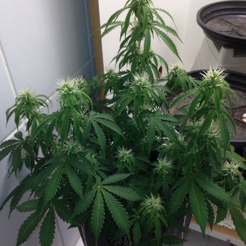 M8 growlog timeline photo