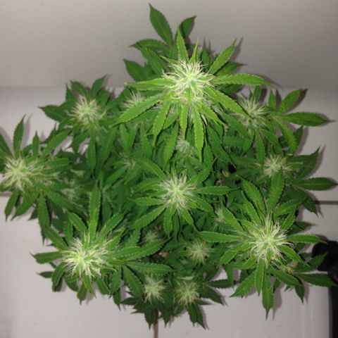 M8 growlog timeline photo