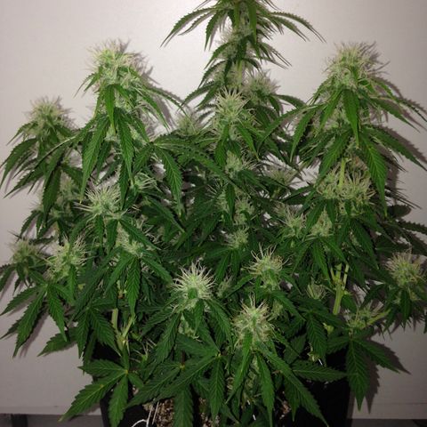 M8 growlog timeline photo