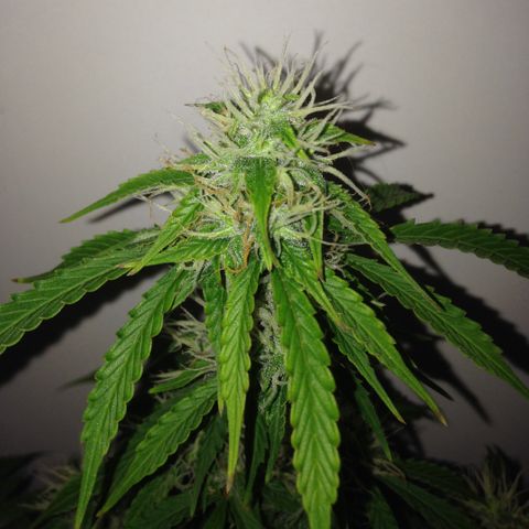 M8 growlog timeline photo