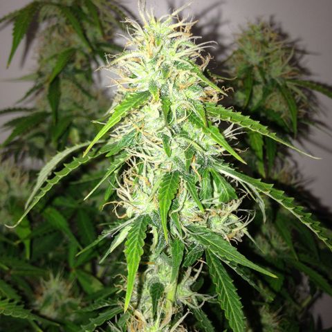 M8 growlog timeline photo