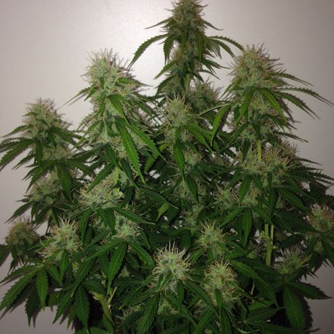 M8 growlog timeline photo