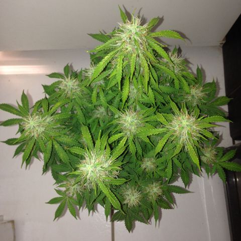 M8 growlog timeline photo