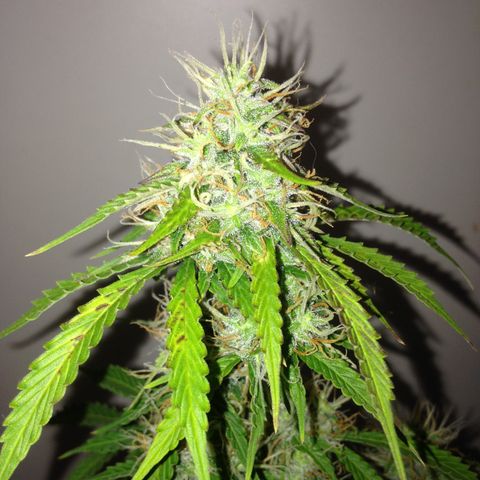 M8 growlog timeline photo