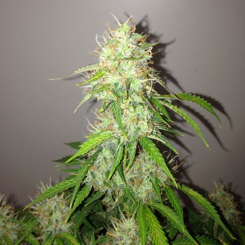 M8 growlog timeline photo