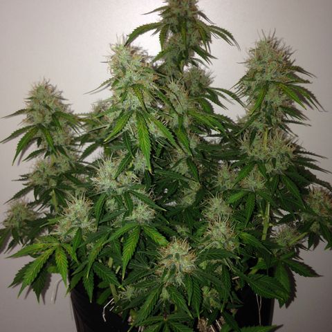 M8 growlog timeline photo