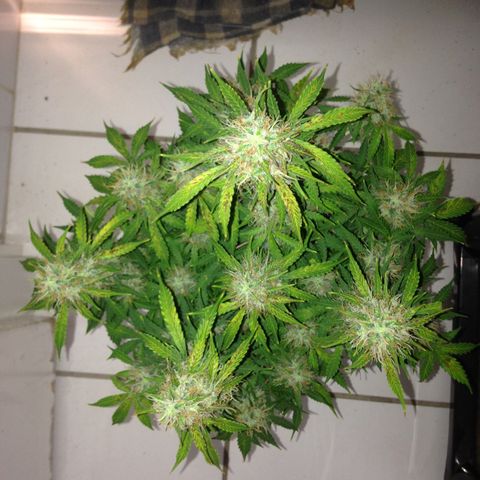 M8 growlog timeline photo