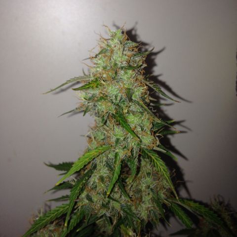 M8 growlog timeline photo