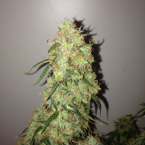 M8 growlog timeline photo