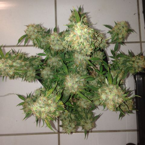 M8 growlog timeline photo