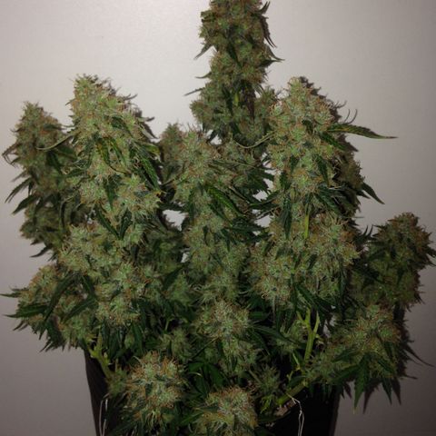 M8 growlog timeline photo