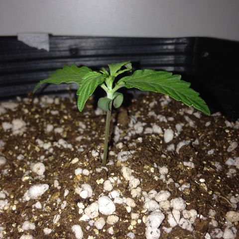 Gorilla 1  growlog timeline photo
