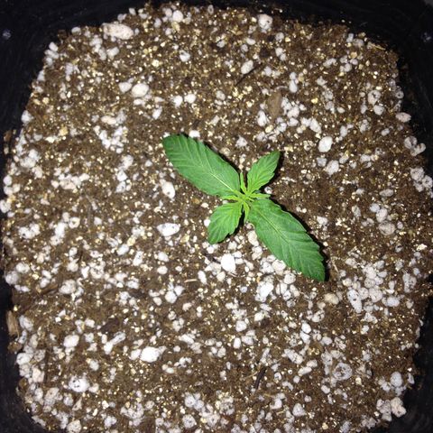 Gorilla 1  growlog timeline photo