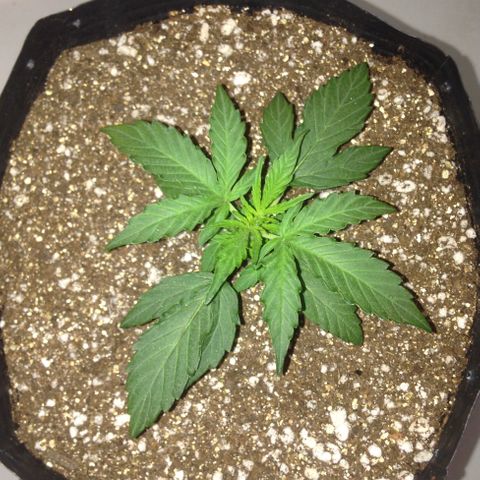 Gorilla 1  growlog timeline photo