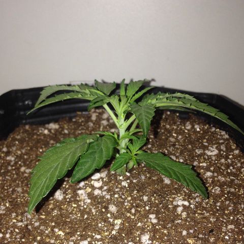 Gorilla 1  growlog timeline photo