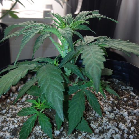 Gorilla 1  growlog timeline photo