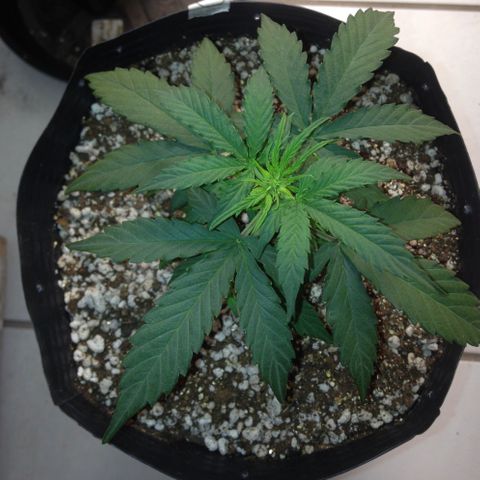 Gorilla 1  growlog timeline photo