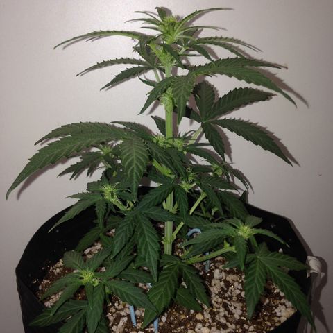 Gorilla 1  growlog timeline photo