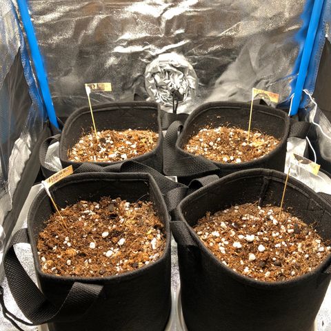 LEBRON HAZE AUTO XXL 1, 2, 3, 4 growlog photo