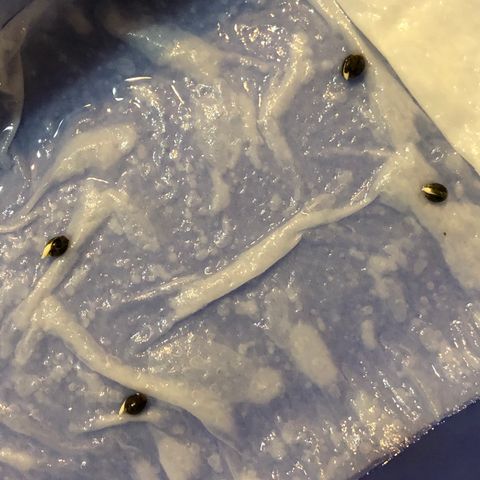 LEBRON HAZE AUTO XXL 1, 2, 3, 4 growlog photo
