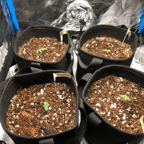LEBRON HAZE AUTO XXL 1, 2, 3, 4 growlog photo