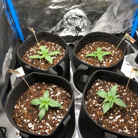 LEBRON HAZE AUTO XXL 1, 2, 3, 4 growlog photo