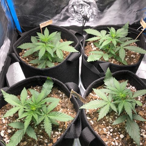 LEBRON HAZE AUTO XXL 1, 2, 3, 4 growlog photo