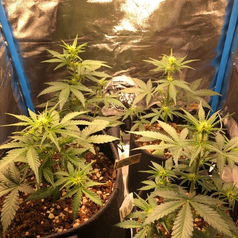 LEBRON HAZE AUTO XXL 1, 2, 3, 4 growlog timeline photo