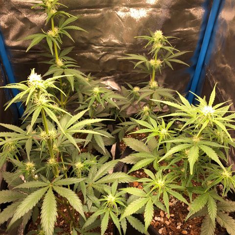 LEBRON HAZE AUTO XXL 1, 2, 3, 4 growlog timeline photo
