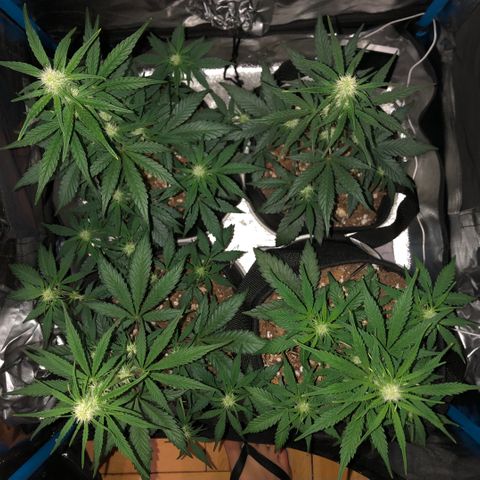 LEBRON HAZE AUTO XXL 1, 2, 3, 4 growlog timeline photo