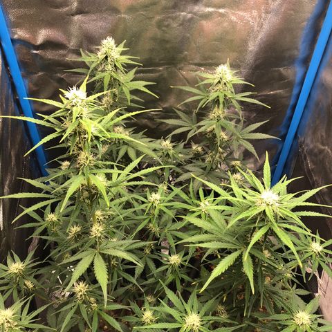 LEBRON HAZE AUTO XXL 1, 2, 3, 4 growlog timeline photo