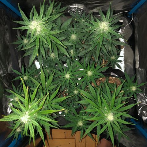 LEBRON HAZE AUTO XXL 1, 2, 3, 4 growlog timeline photo