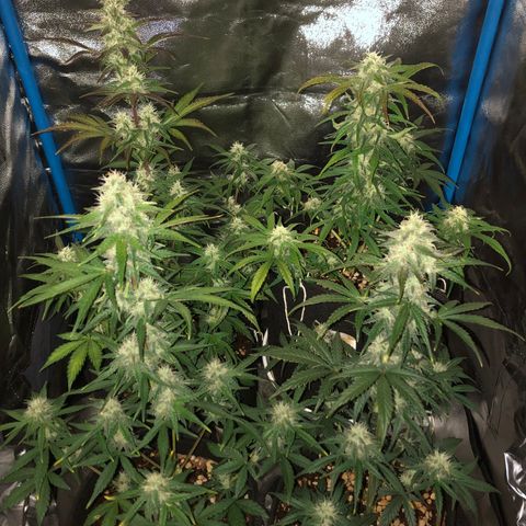 LEBRON HAZE AUTO XXL 1, 2, 3, 4 growlog timeline photo