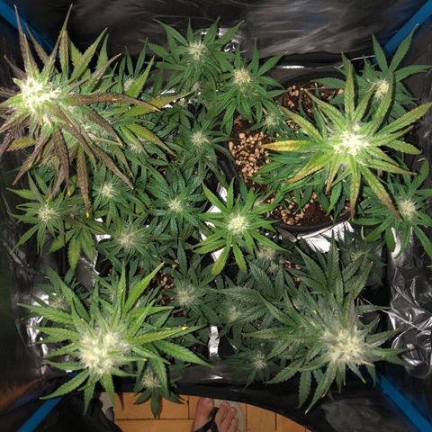 LEBRON HAZE AUTO XXL 1, 2, 3, 4 growlog timeline photo