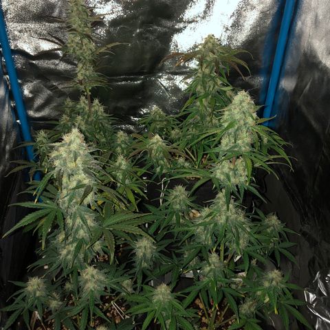 LEBRON HAZE AUTO XXL 1, 2, 3, 4 growlog timeline photo