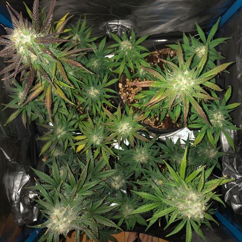 LEBRON HAZE AUTO XXL 1, 2, 3, 4 growlog timeline photo