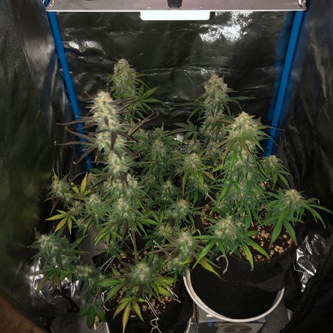 LEBRON HAZE AUTO XXL 1, 2, 3, 4 growlog timeline photo