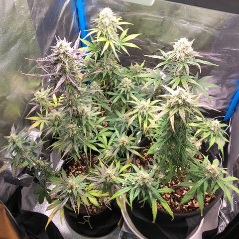 LEBRON HAZE AUTO XXL 1, 2, 3, 4 growlog timeline photo
