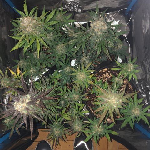 LEBRON HAZE AUTO XXL 1, 2, 3, 4 growlog timeline photo