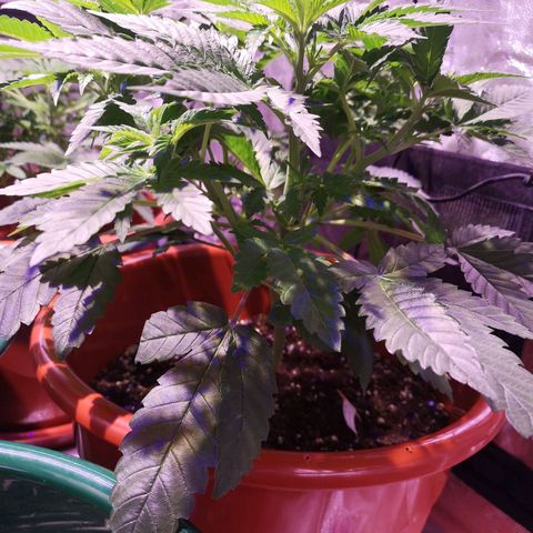 Purple punch growlog timeline photo