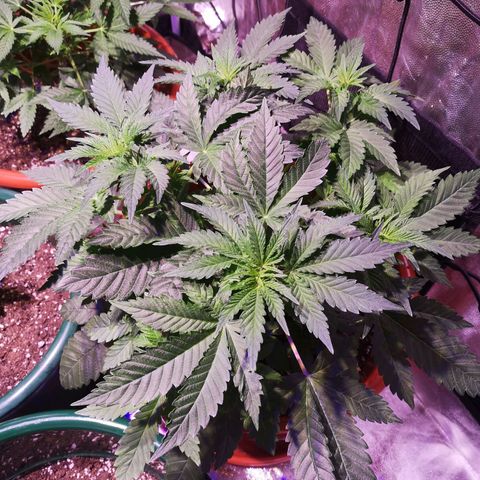 Purple punch growlog timeline photo