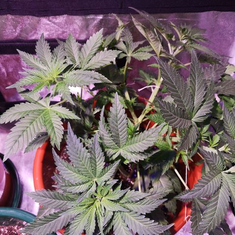 Purple punch growlog timeline photo