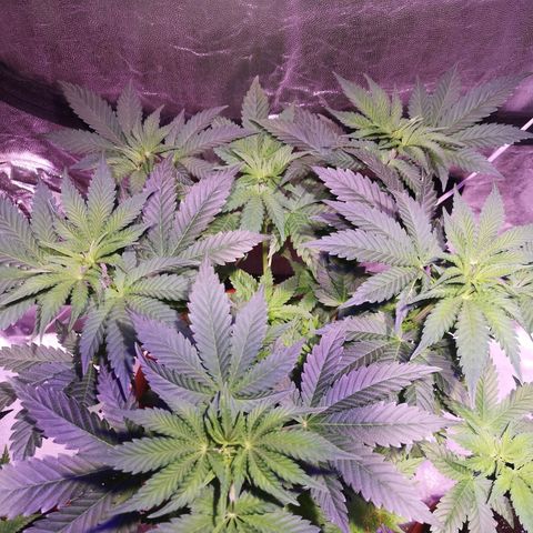 Purple punch growlog timeline photo