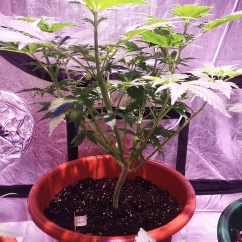 Purple punch growlog timeline photo