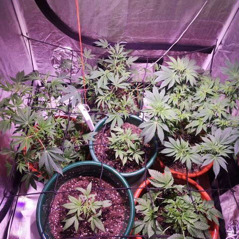 Purple punch growlog timeline photo