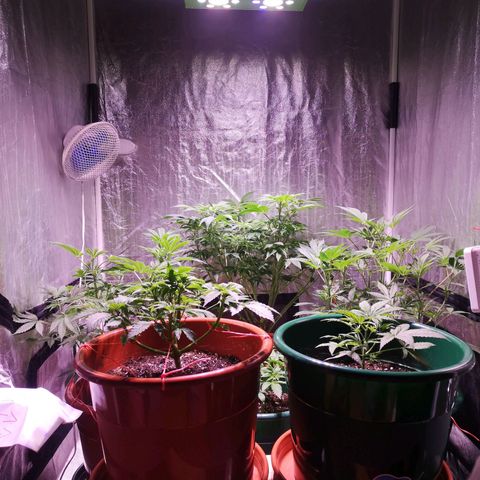 Purple punch growlog timeline photo