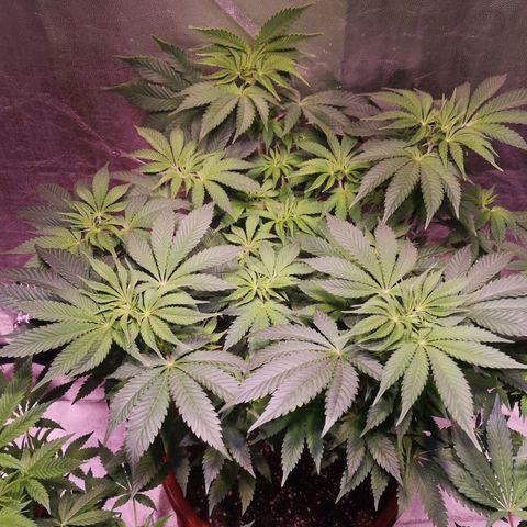 Purple punch growlog timeline photo