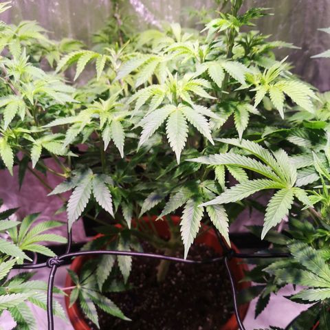 Purple punch growlog timeline photo